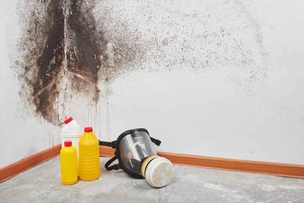 Crawl Space Mold Removal in Brookdale, NJ