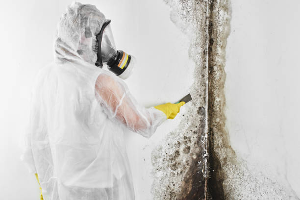 Best Attic Mold Removal  in Brookdale, NJ