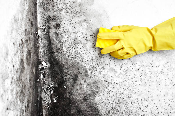 Best Fast Mold Removal  in Brookdale, NJ