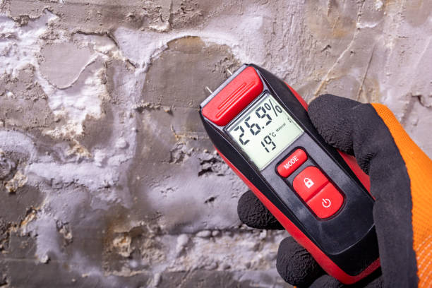 Best Black Mold Removal  in Brookdale, NJ