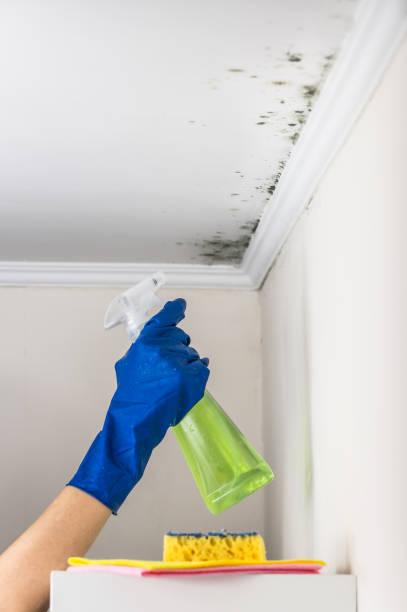 Mold Removal Process in Brookdale, NJ